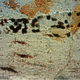 A closeup of the vascular canal with dark hematite particles. (Image: Robert Reisz)